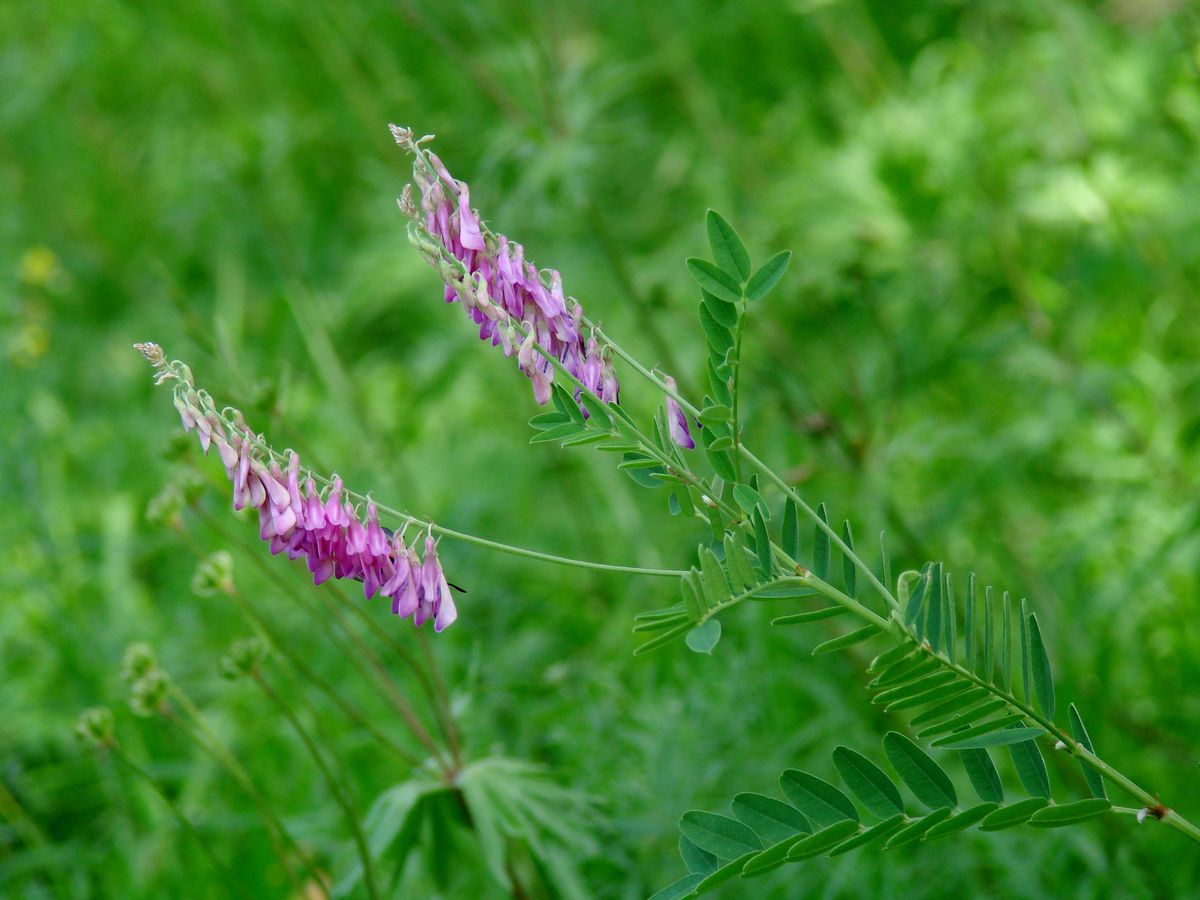 Изображение особи Hedysarum alpinum.