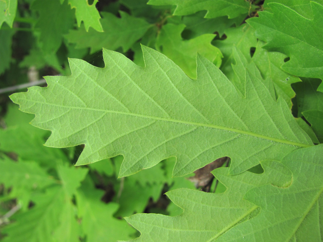 Изображение особи род Quercus.