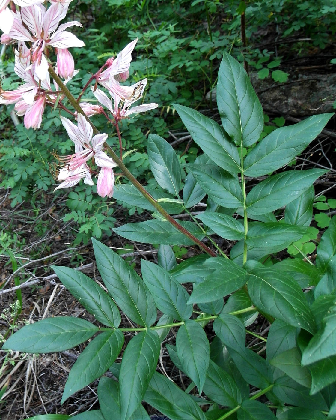 Изображение особи Dictamnus angustifolius.