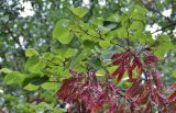 Cercis siliquastrum. Верхушки ветвей с плодами. Крым, Карадагский заповедник, биостанция, парк. 21.06.2017.