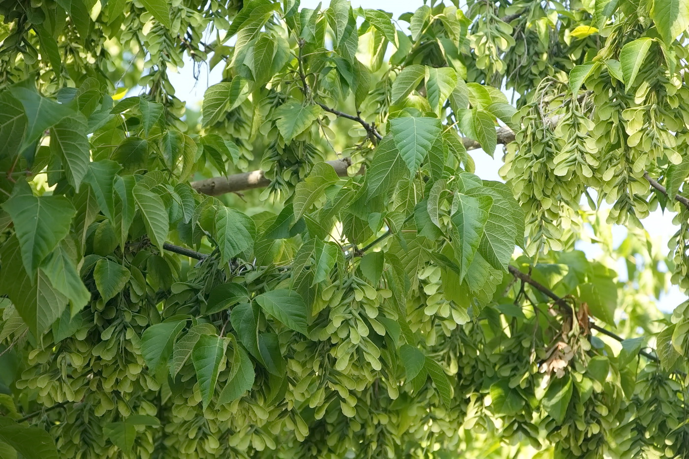 Image of Acer negundo specimen.