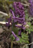 Corydalis solida. Соцветие. Костромская обл., Судиславский р-н, окр. дер. Антипино, долина р. Меза, опушка леса. 04.05.2018.