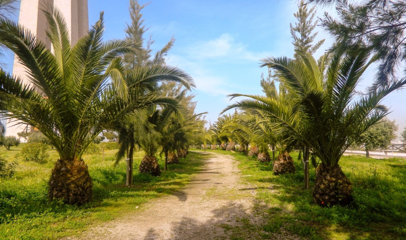 Image of Phoenix canariensis specimen.