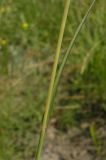 Bothriochloa ischaemum