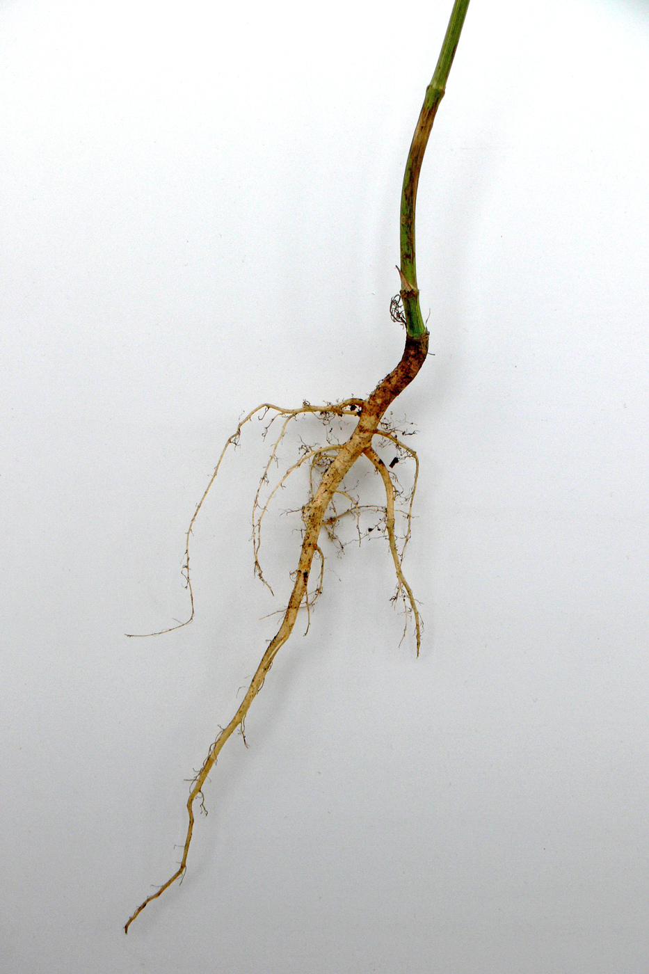 Image of Anethum graveolens specimen.