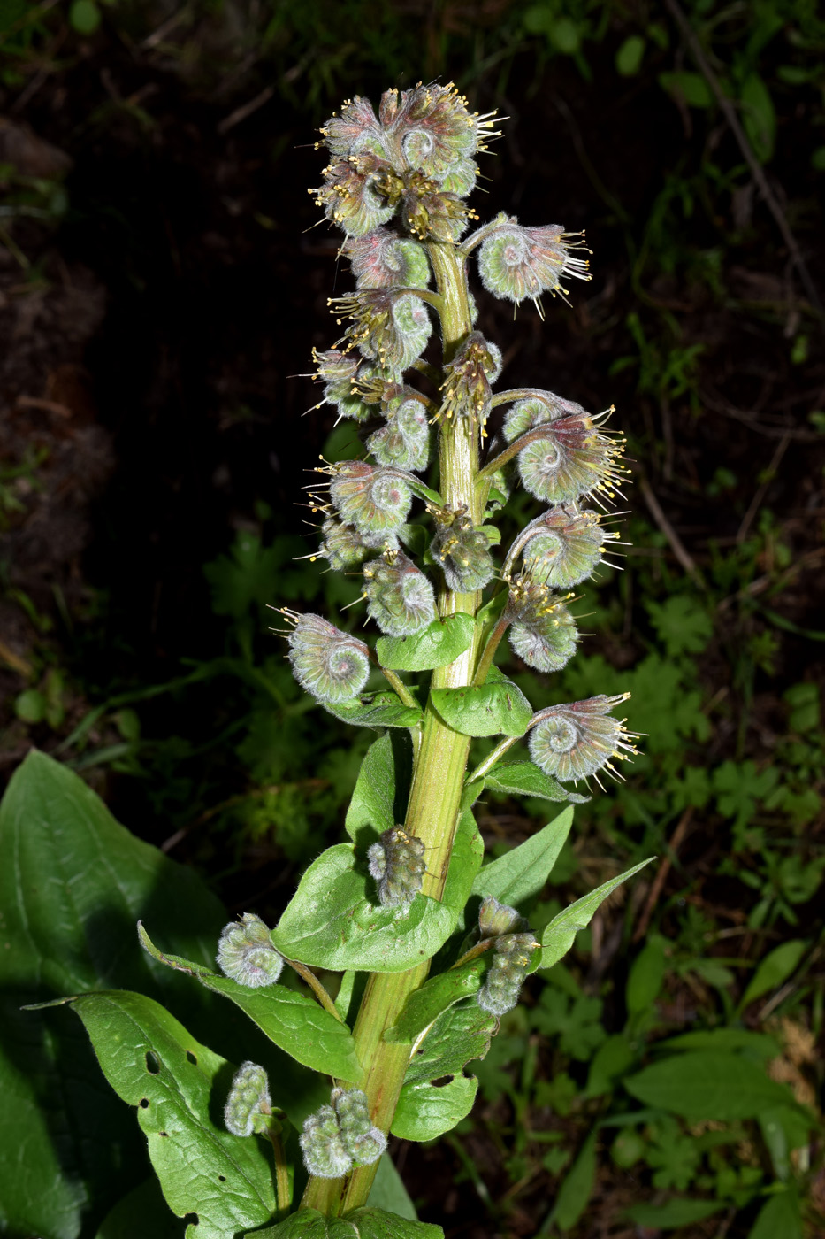 Изображение особи Solenanthus circinnatus.