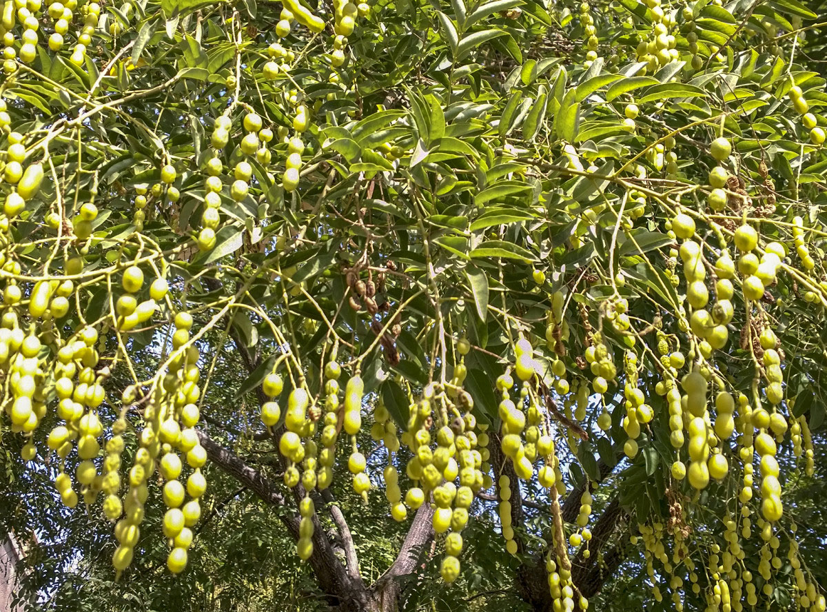 Изображение особи Styphnolobium japonicum.