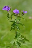 Geranium sylvaticum