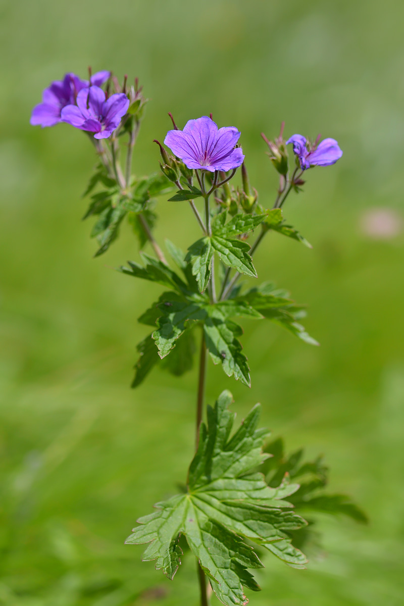 Изображение особи Geranium sylvaticum.