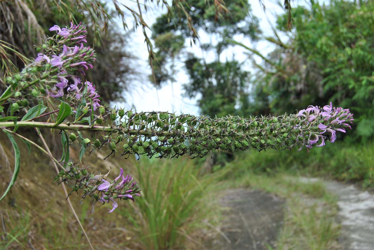 Изображение особи Lobelia fistulosa.