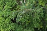 Picea omorika. Ветвь в нижней части кроны (на фоне Picea glauca 'Conica'). Кировская обл., г. Киров, Ботанический сад Вятского государственного университета, в культуре. 07.07.2018.