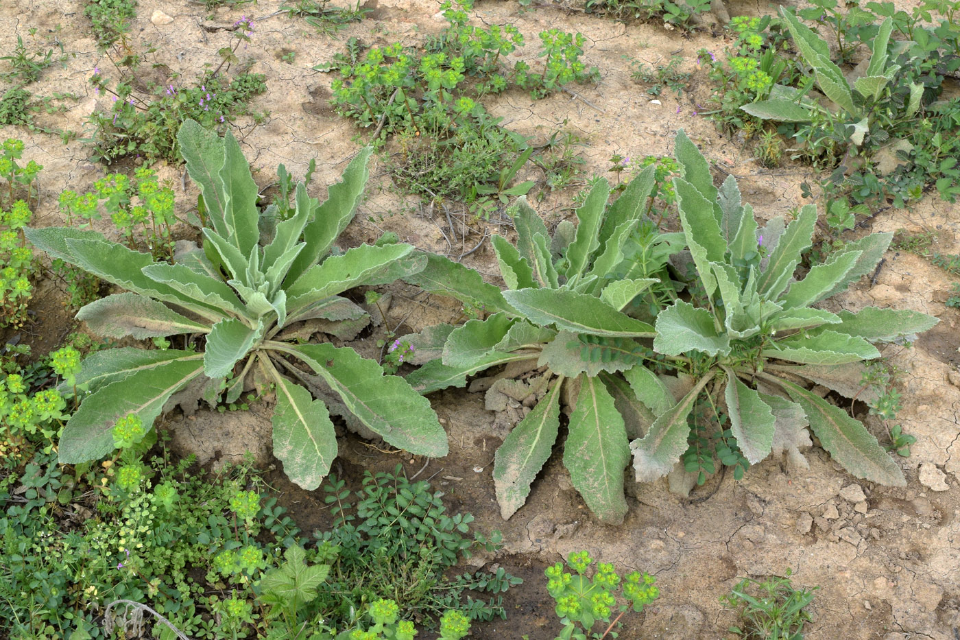 Image of Verbascum songaricum specimen.