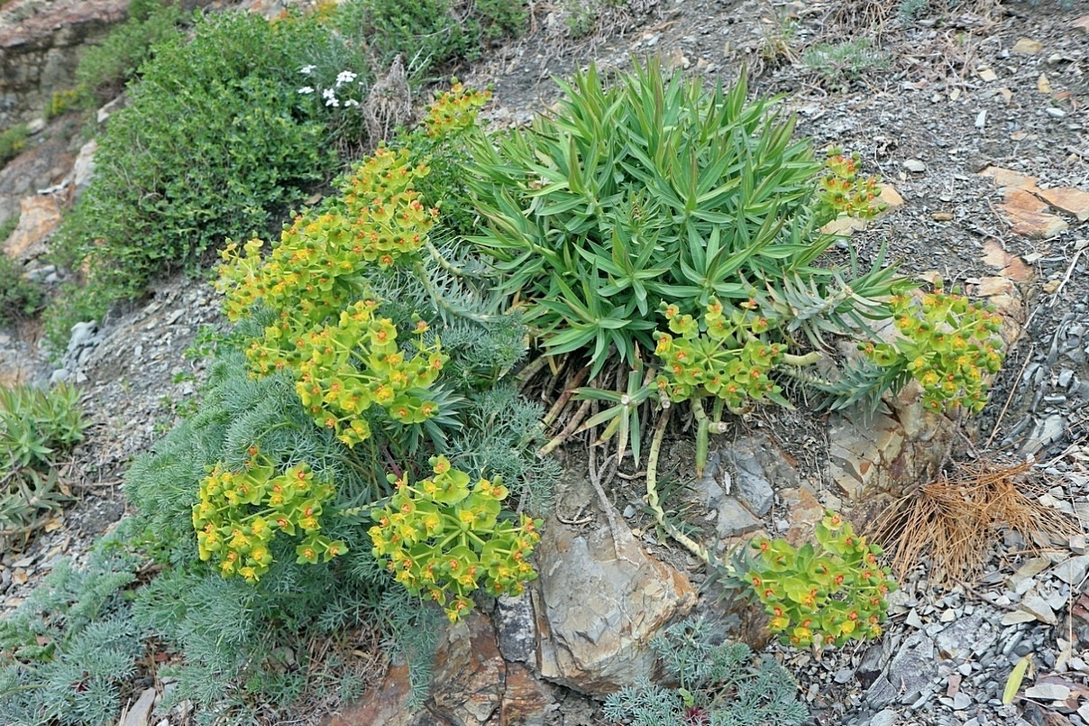 Изображение особи Euphorbia rigida.