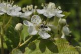 Sorbus alnifolia