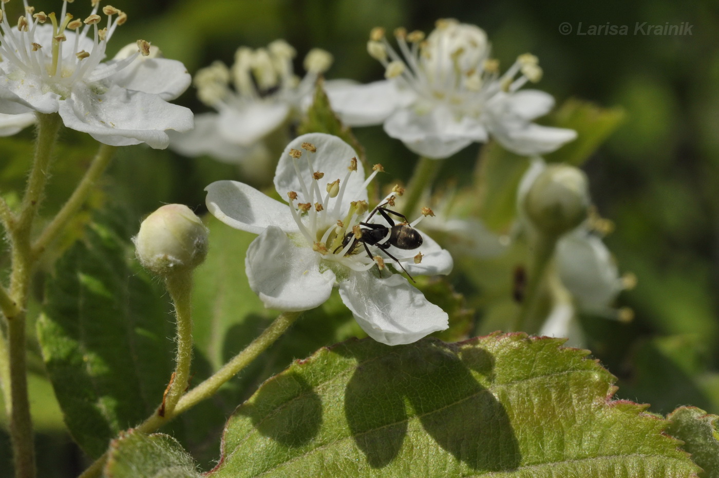 Изображение особи Sorbus alnifolia.