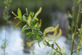 Salix triandra. Ветвь с соцветиями. Псков, долина р. Пскова, парк, берег реки. 12.05.2019.