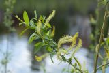 Salix triandra