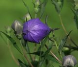 Platycodon grandiflorus. Бутоны. Московская обл., Раменский р-н, окр. дер. Хрипань, садовый участок. 14.07.2019.