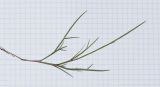 Image of taxon representative. Author is Татьяна Мальчинская