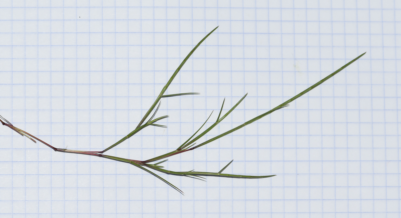 Image of Parapholis filiformis specimen.