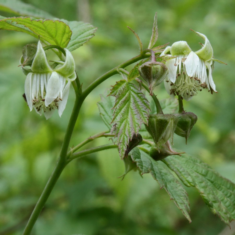 Image of Rubus idaeus specimen.