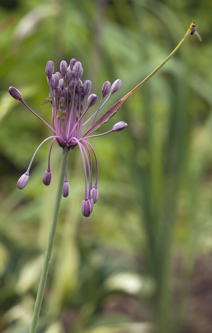 Image of Allium carinatum ssp. pulchellum specimen.