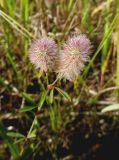 Trifolium arvense