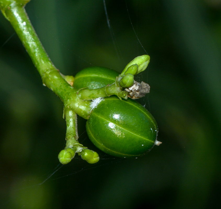 Изображение особи Cnidoscolus aconitifolius.