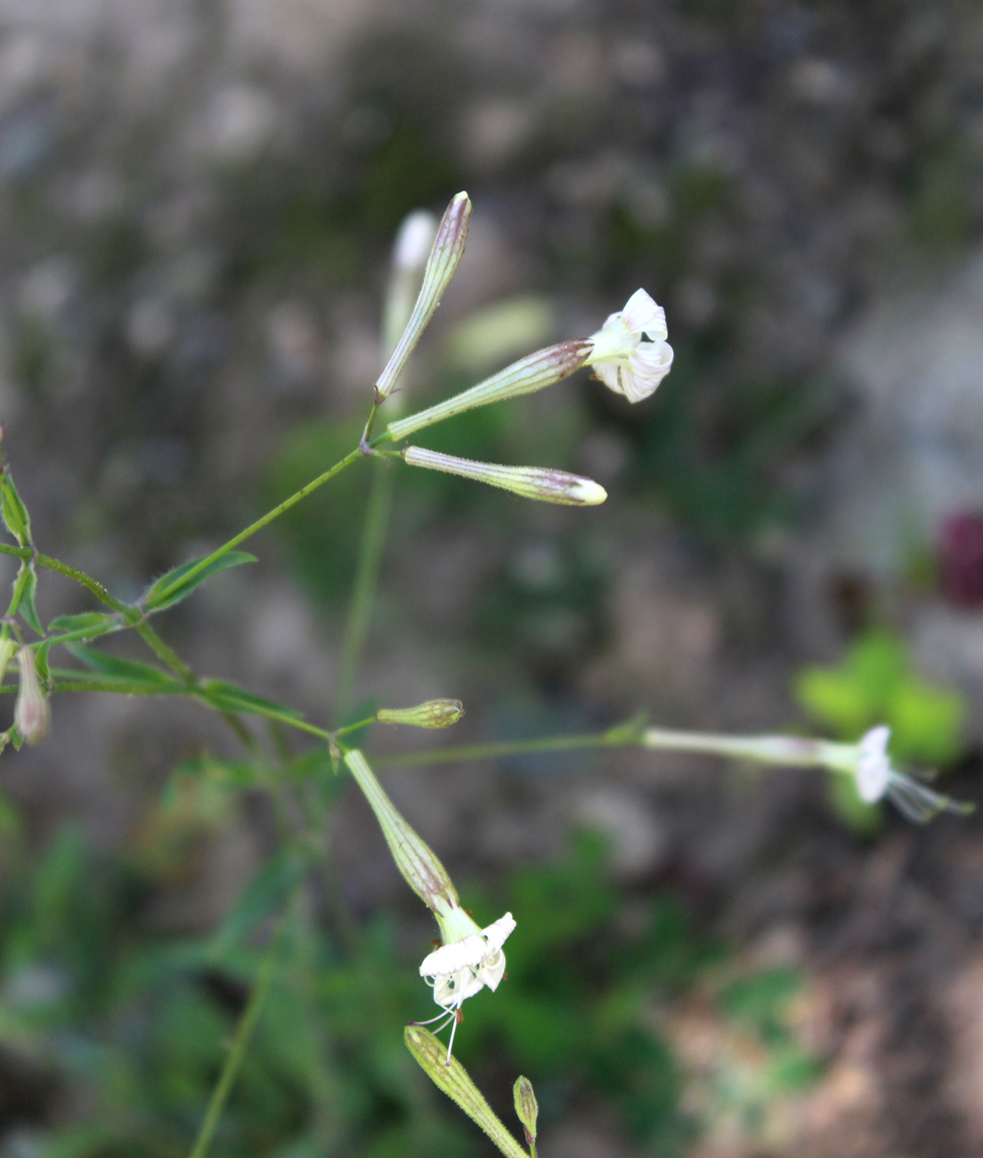 Изображение особи Silene italica.