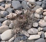 Limonium virgatum