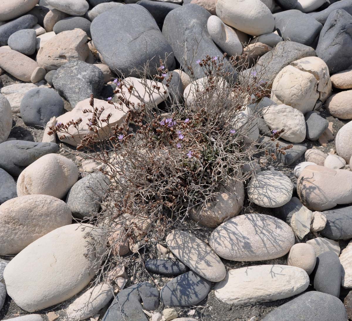 Image of Limonium virgatum specimen.