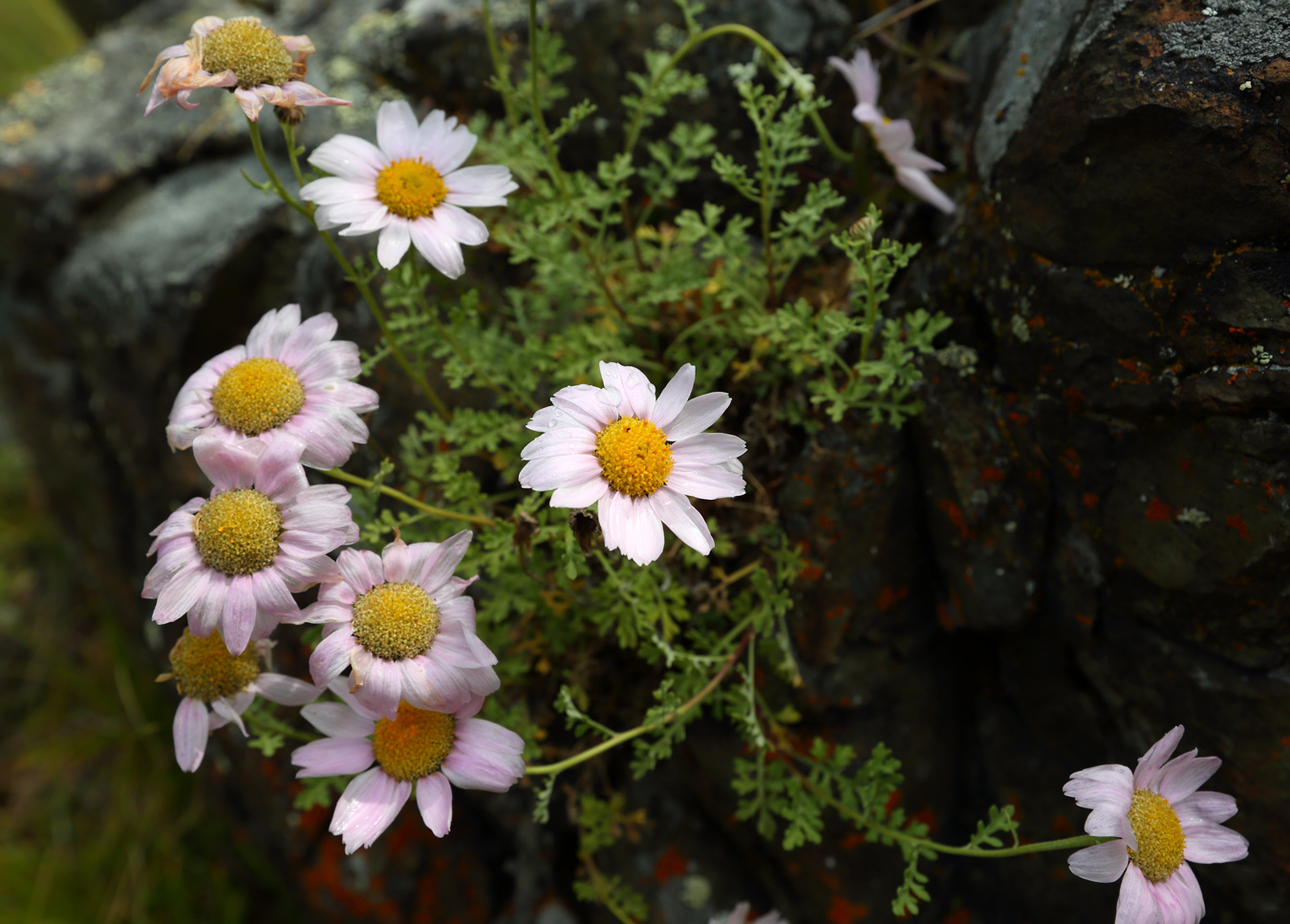 Image of Chrysanthemum zawadskii specimen.