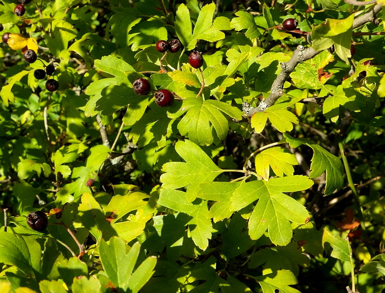 Изображение особи род Crataegus.