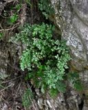 Asplenium ruta-muraria