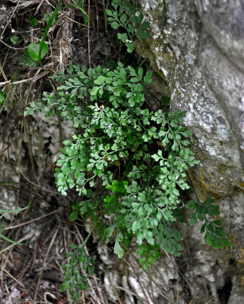 Изображение особи Asplenium ruta-muraria.