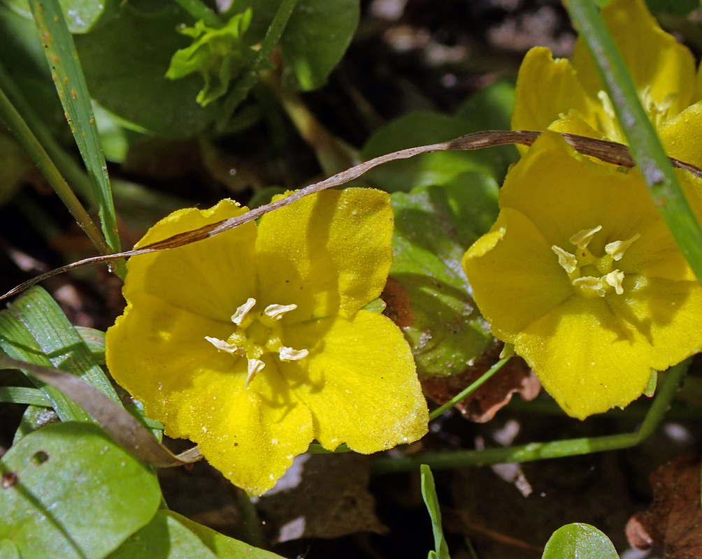 Изображение особи Lysimachia nummularia.