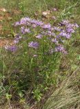 Aster bessarabicus