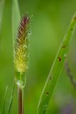 Phleum alpinum. Верхушка побега с соцветием в капельках росы. Краснодарский край, Мостовский р-н, седловина у подножья горы Большой Тхач, субальпийский луг. 12.06.2019.