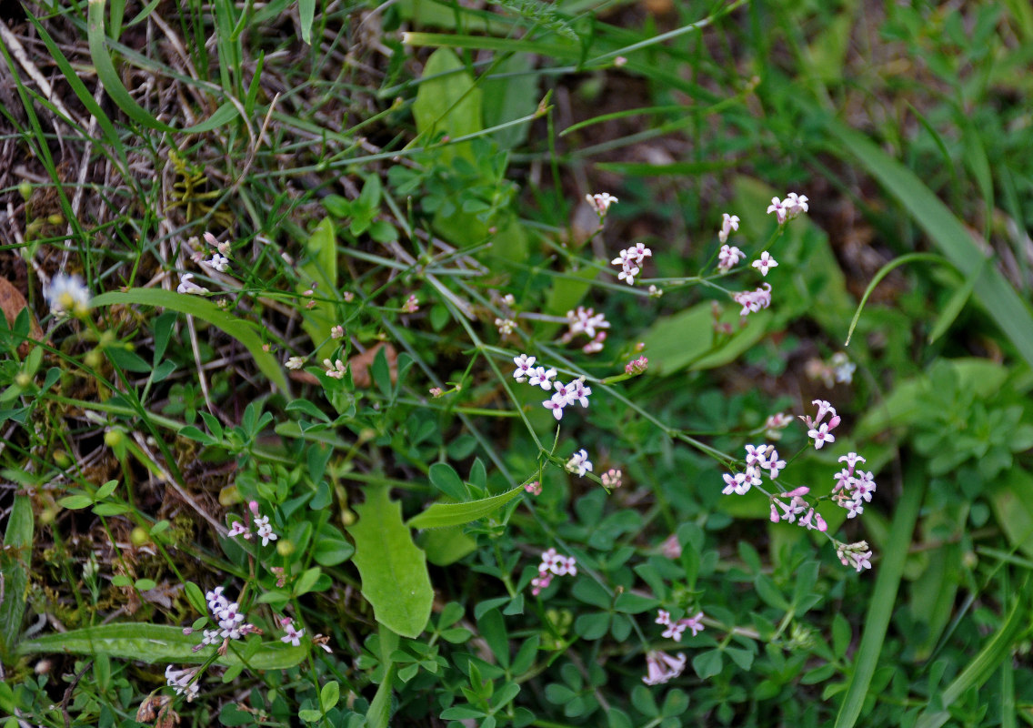 Изображение особи род Asperula.