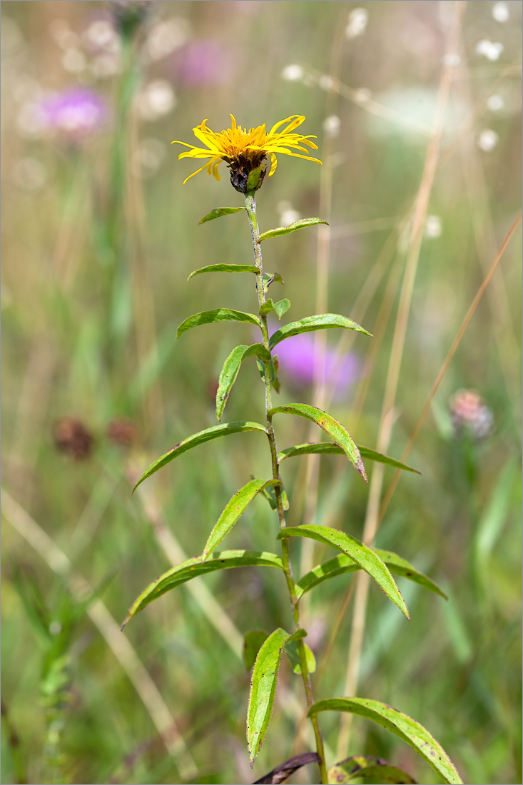 Изображение особи Inula salicina.