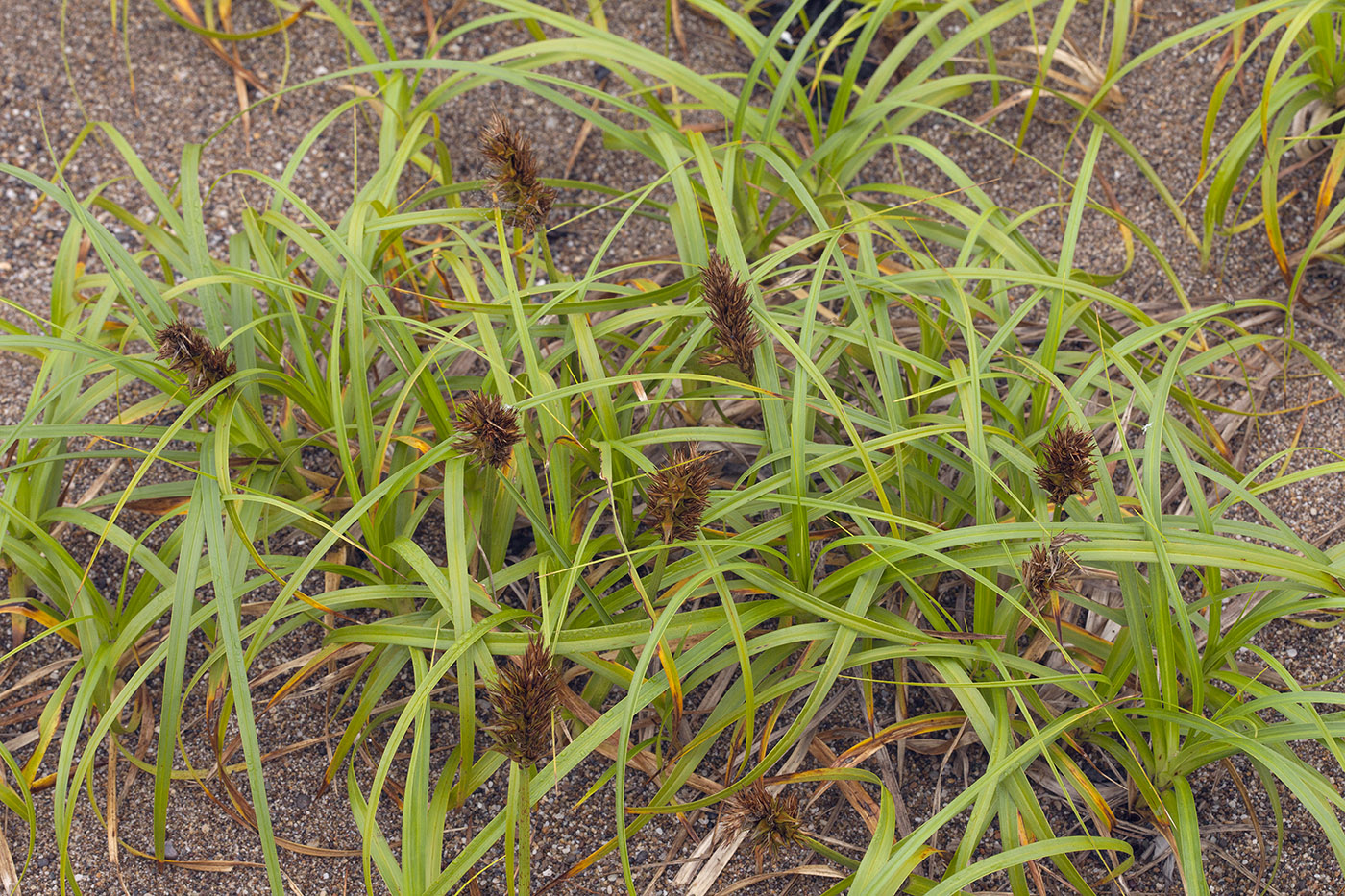 Image of Carex macrocephala specimen.