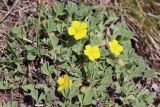 Potentilla acaulis