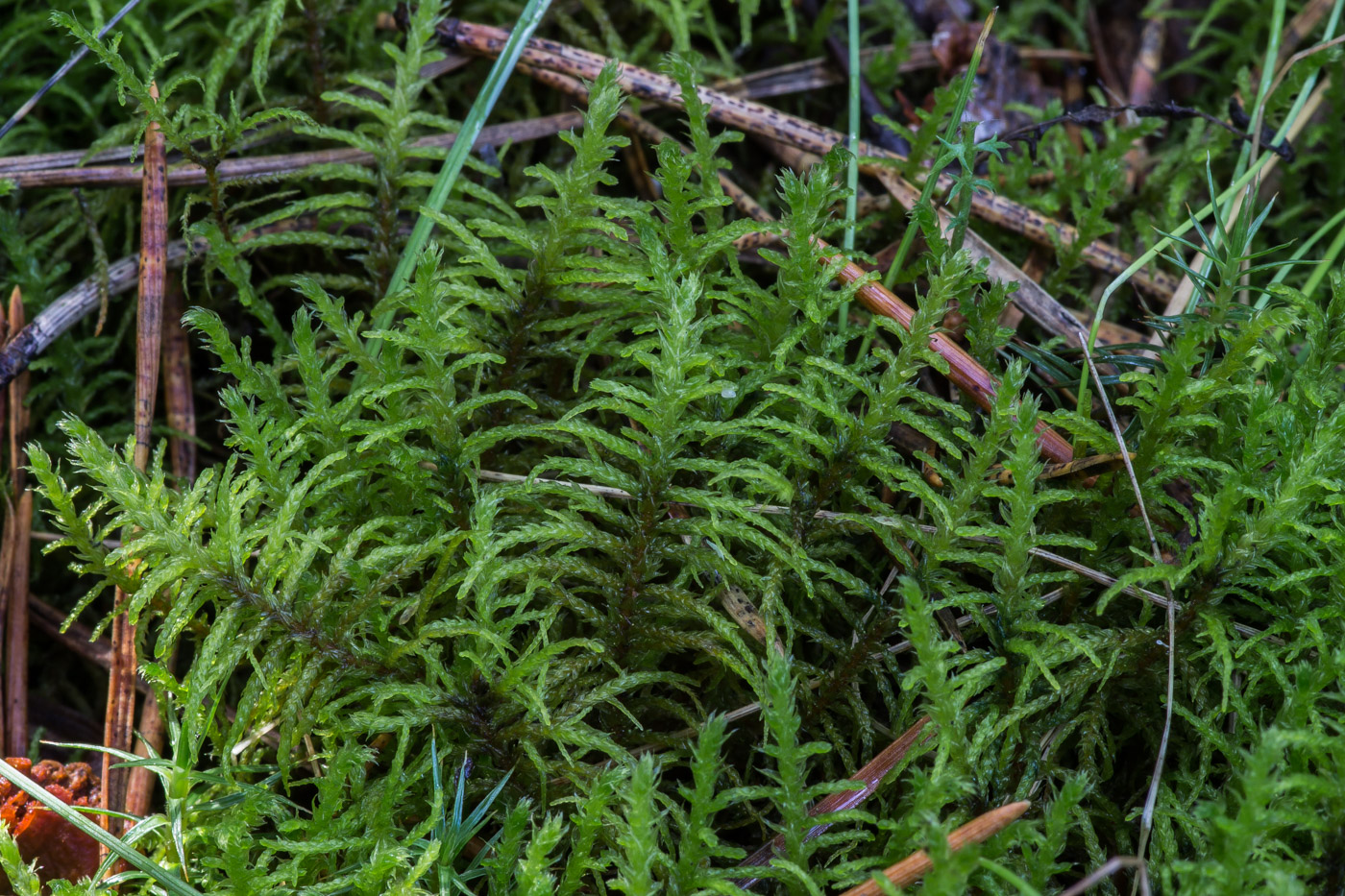 Изображение особи Abietinella abietina.