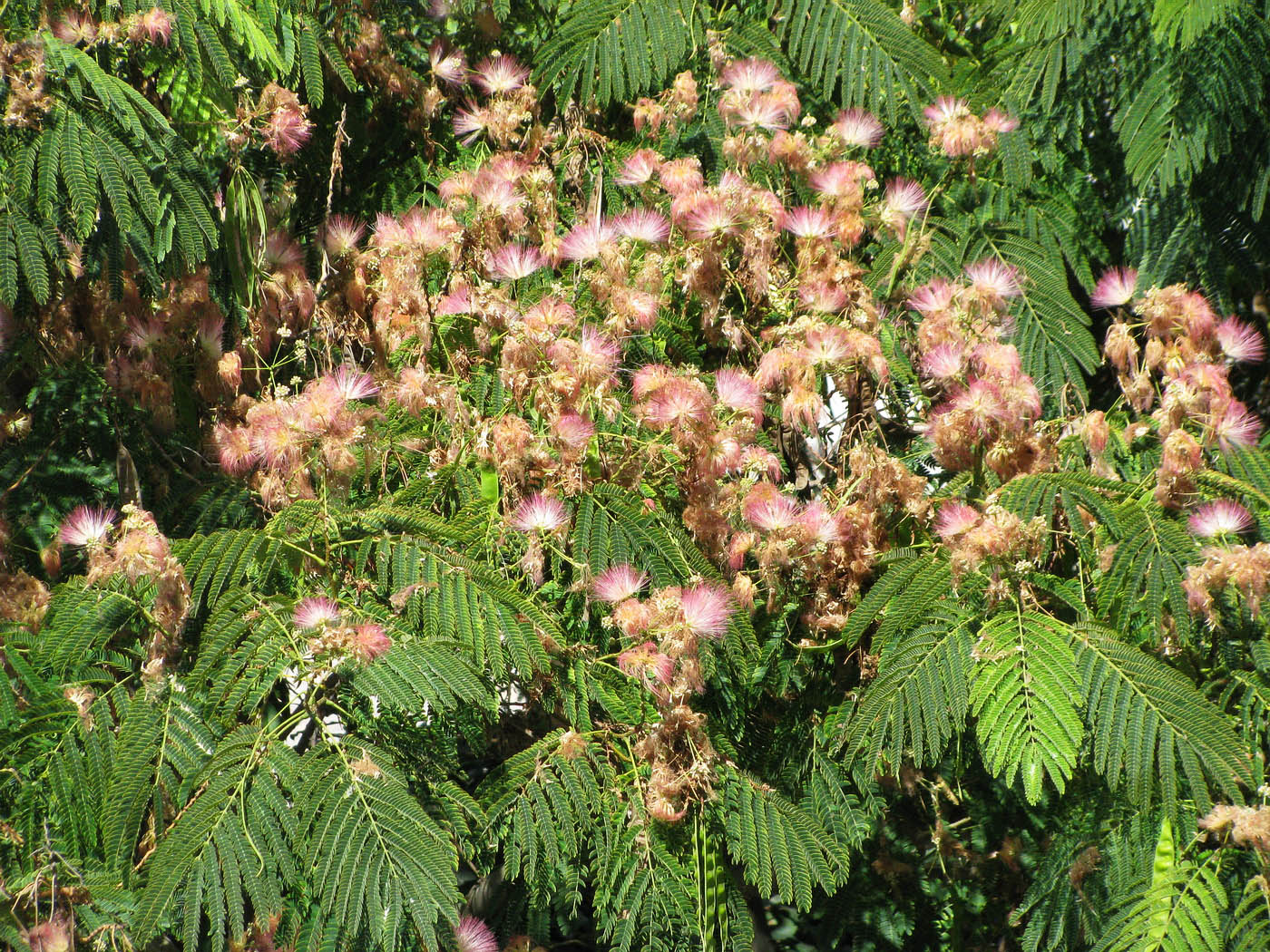 Image of Albizia julibrissin specimen.