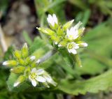 Cerastium glomeratum