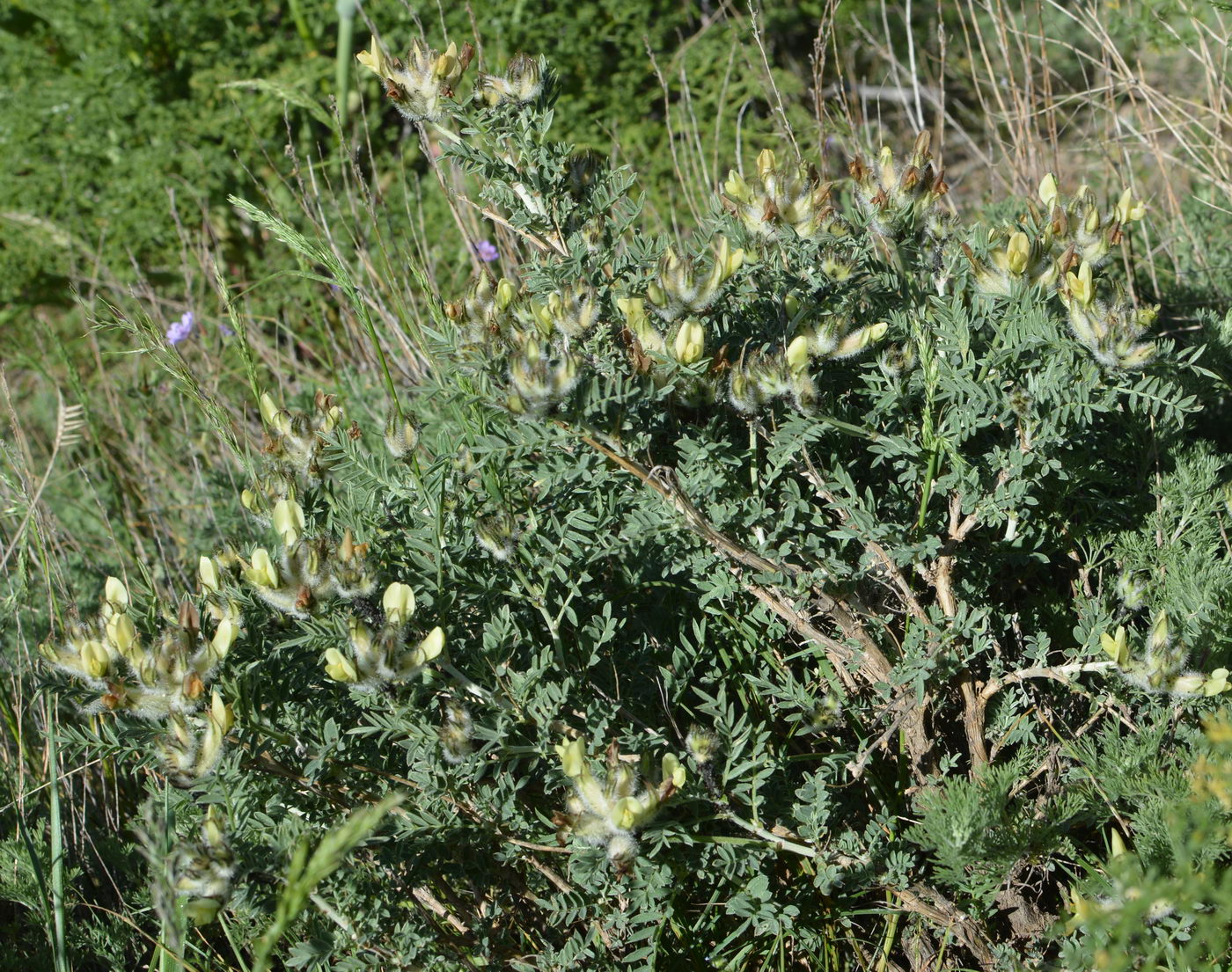 Изображение особи Astragalus lipschitzii.