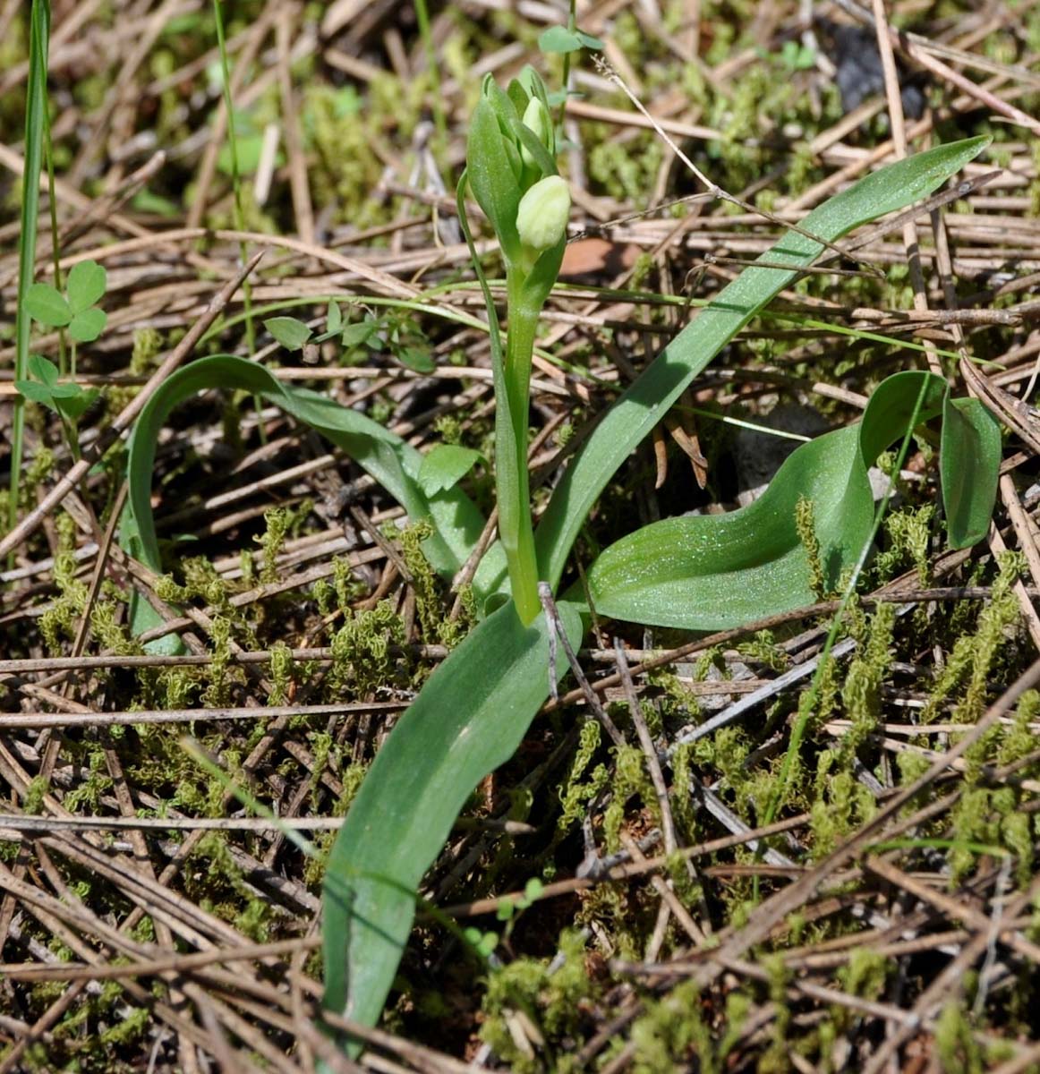 Image of Dactylorhiza romana specimen.