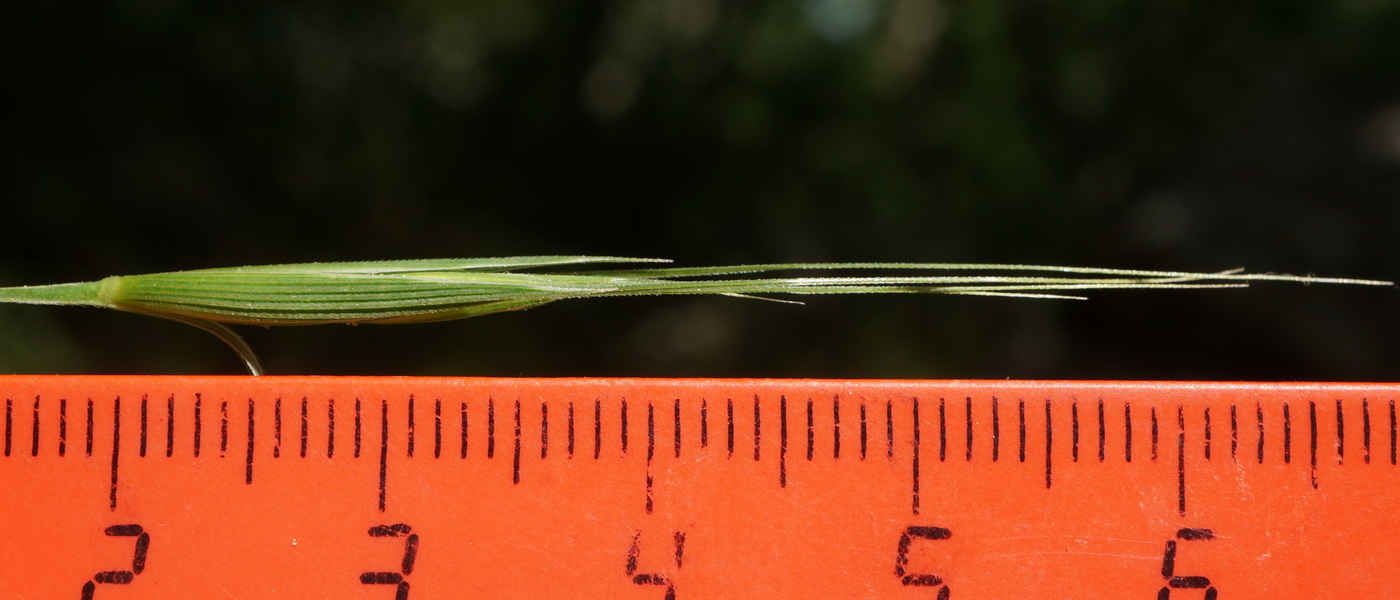 Изображение особи Elymus panormitanus.