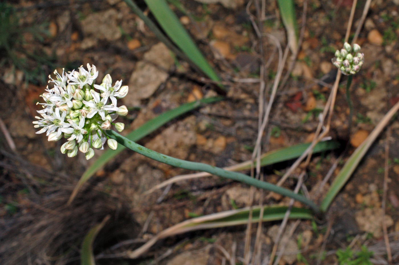 Image of Allium tulipifolium specimen.