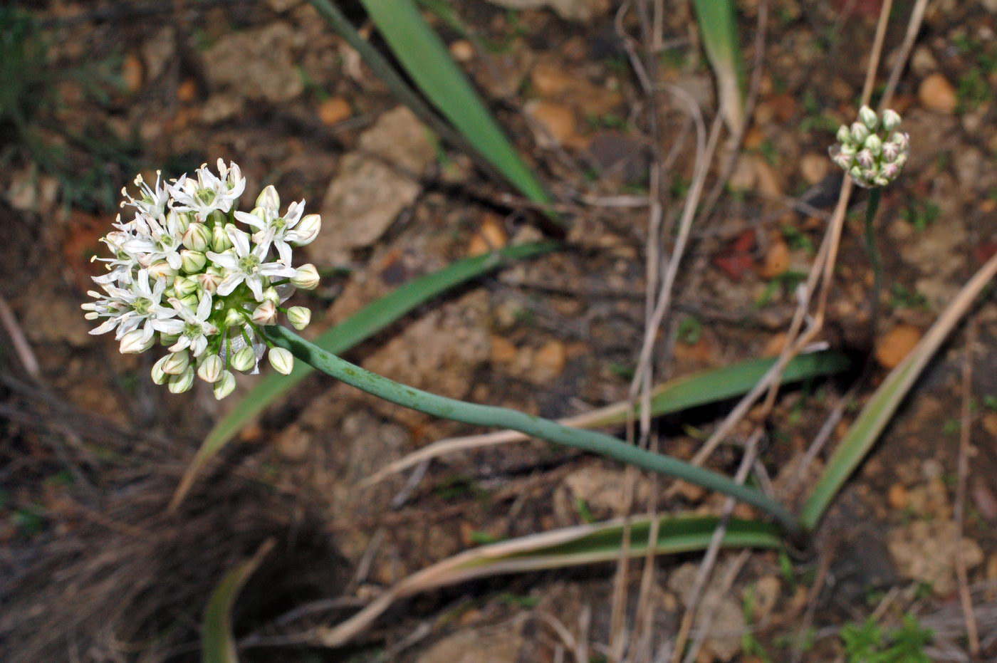 Изображение особи Allium tulipifolium.